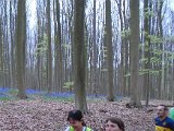 Hyacinten 2017 - 044.jpg
